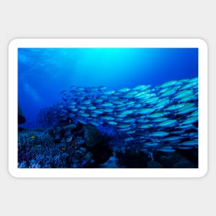 Tropical Fish on the Great Barrier Reef Sticker